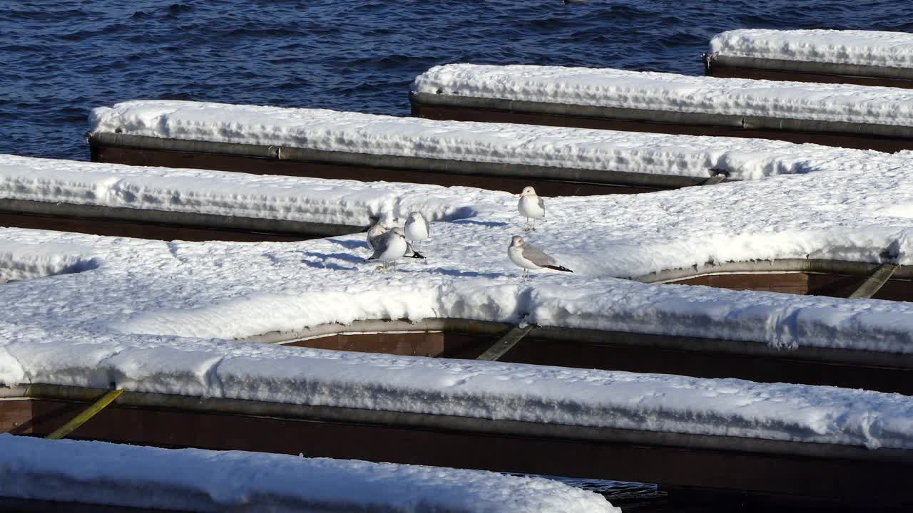 雪覆盖的船坞，海鸥和水鸟缩小视频素材