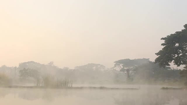 早晨看有雾的池塘视频素材