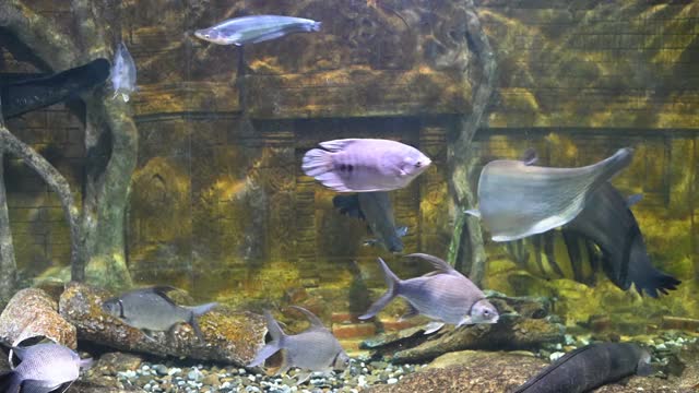 热带鱼类的多样性，龟在异国情调的装饰水族馆视频素材