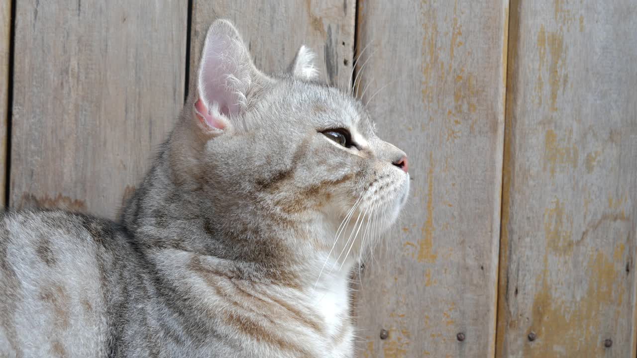 早晨的阳光下，可爱的姜黄色小猫躺在地板上视频素材