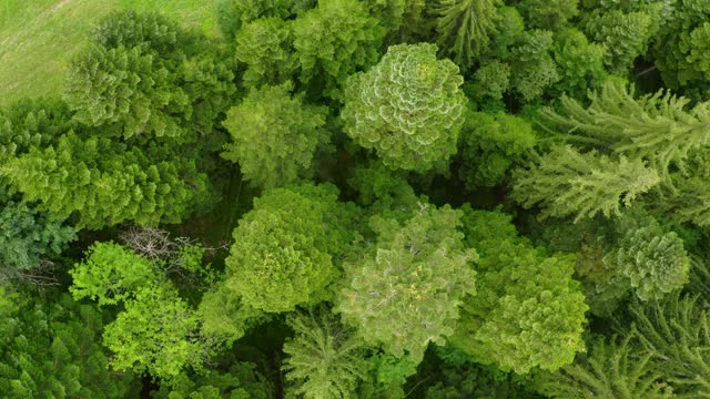 无人机拍摄夏季绿山森林，4k视频素材