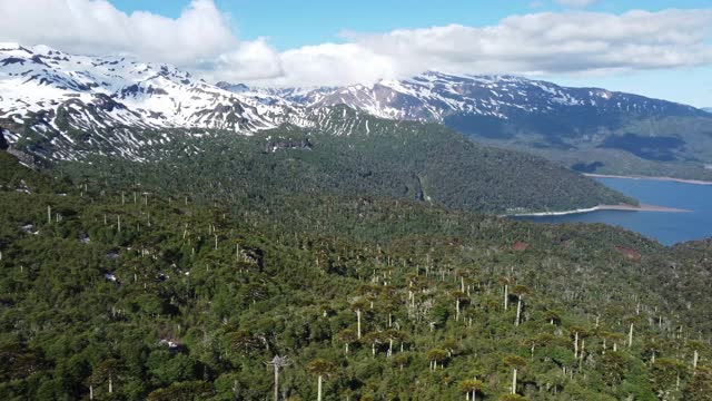 Conguillio国家公园山坡上的南洋杉森林视频素材