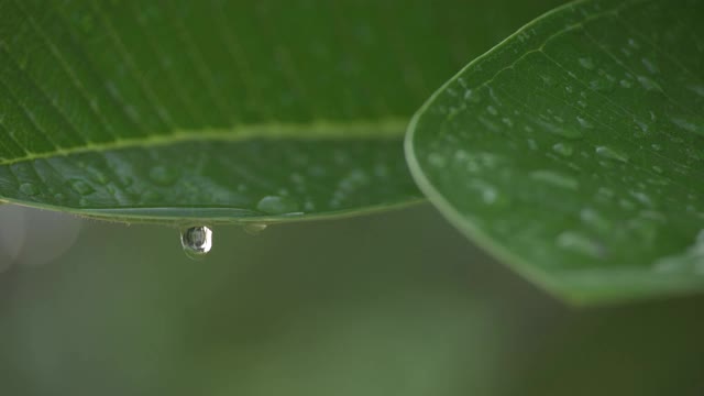 雨水滴在绿叶自然与阳光早晨在雨天的天气视频素材