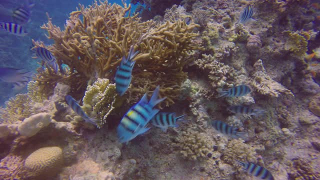 一所军士学校(Abudefduf saxatilis)，位于埃及红海视频素材