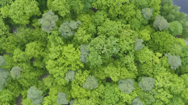 缓慢飞过绿色的森林视频下载