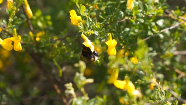 大黄蜂从黄花上采集花蜜。春季的一天。视频素材