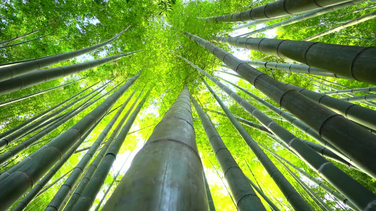 竹子生长，从下面看视频素材