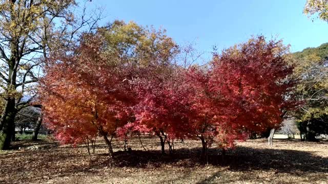 美丽的日本枫树(棕榈槭)在Hiromi公园，富士市，日本。美丽晴朗的秋日，微风和煦，天空湛蓝视频素材