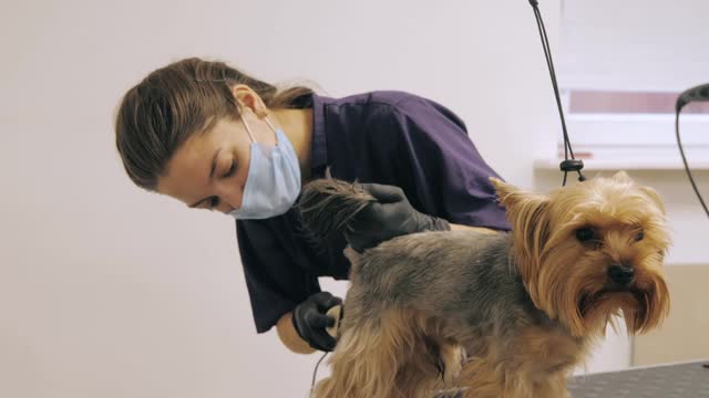 约克郡犬在美容院接受治疗视频素材