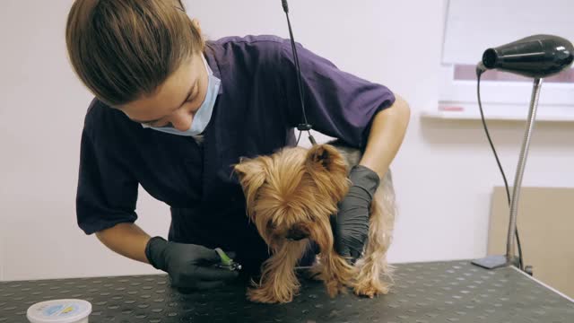 约克郡犬在美容院接受治疗视频素材