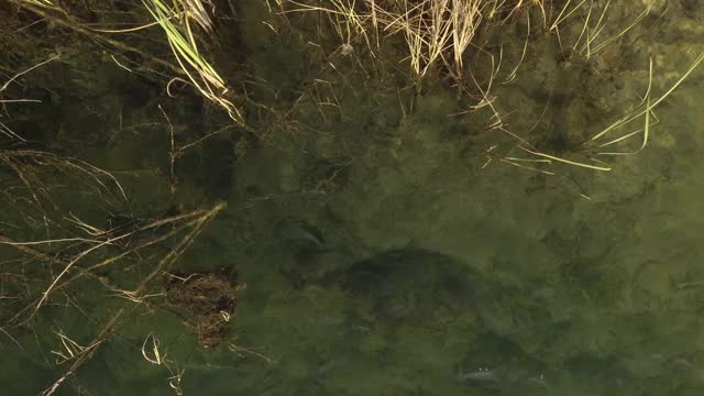 在4K航拍镜头底部的沼泽水域上爬升视频素材