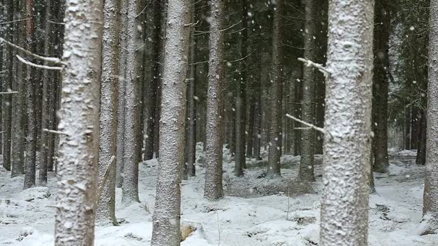 在冬季降雪的针叶林视频素材