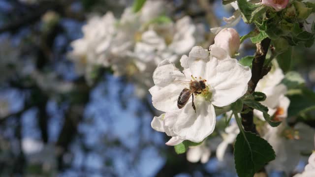 蜂虫给苹果树花授粉视频素材