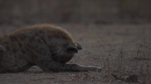 非洲-鬣狗躺在前面视频素材