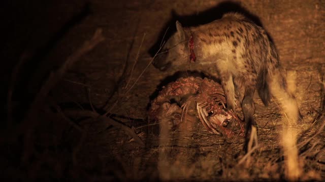 非洲——鬣狗捕食猎物视频素材