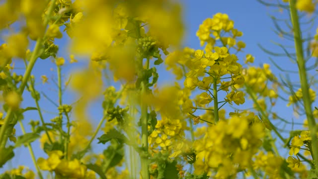 油菜开花。视频素材