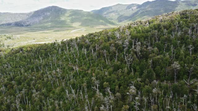 托尔瓦卡国家公园山上的森林视频素材