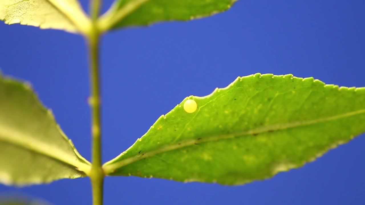 虎燕尾蛋视频素材