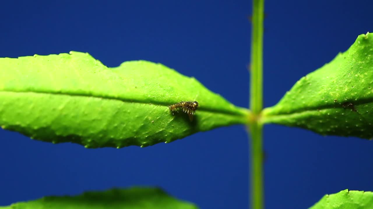 虎燕尾蝶的一龄毛虫，卵孵化视频素材