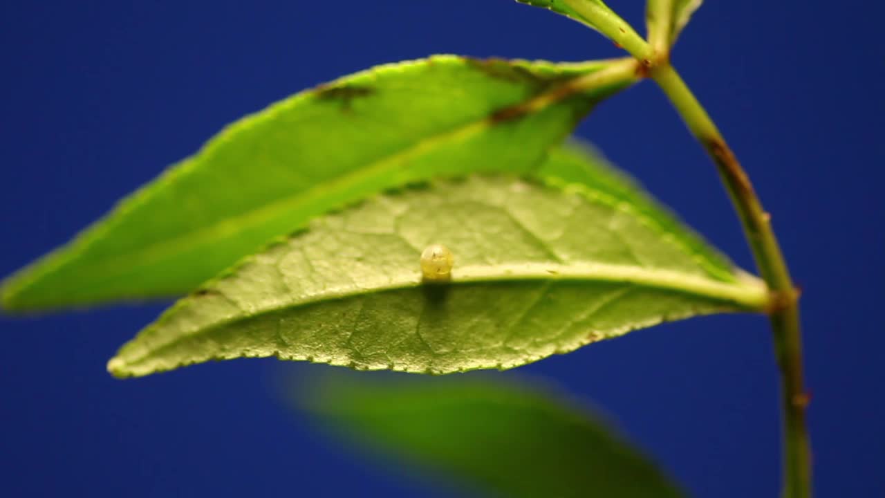 虎燕尾蛋视频素材