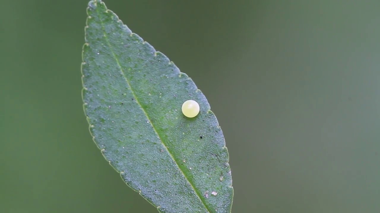 虎燕尾蛋视频素材