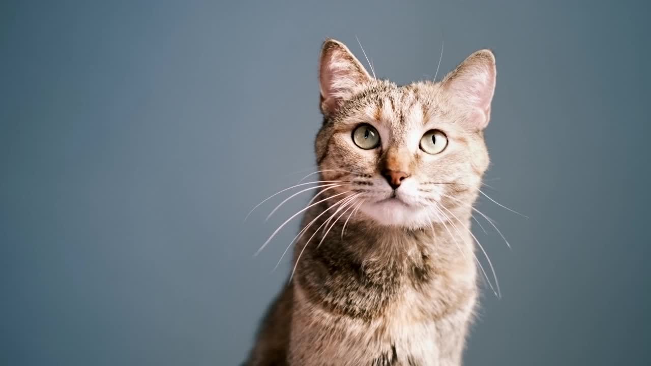 可爱的姜黄色虎斑猫打哈欠。视频素材