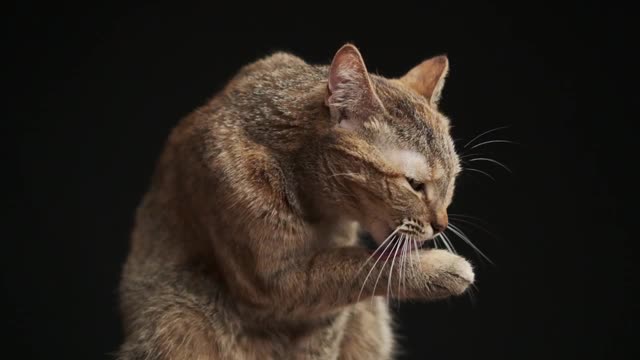 可爱的红猫舔着爪子，慢镜头。视频素材