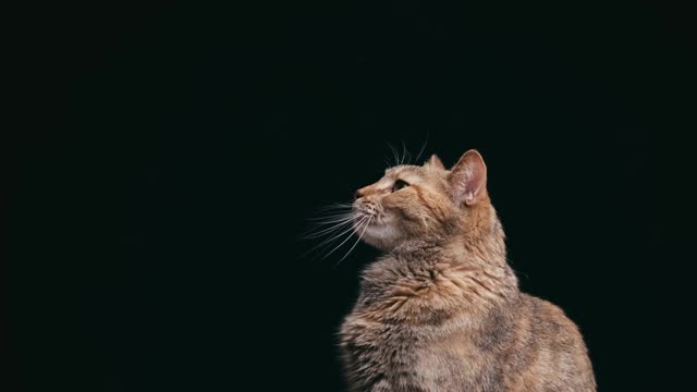 男用手抚摸着猫的头。视频素材