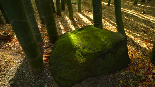 竹花园。石头上的绿苔。视频素材