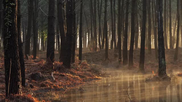 法国新阿基坦的兰德斯森林。视频素材