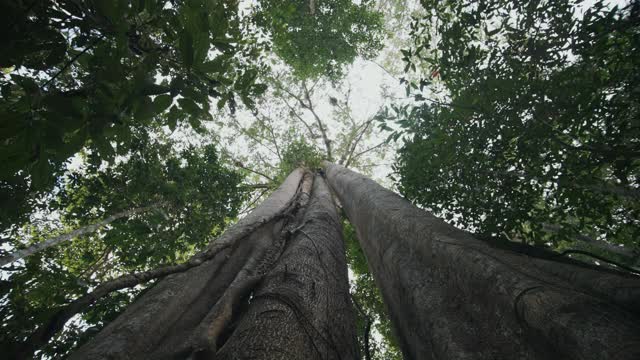 下面是天空下的树视频素材