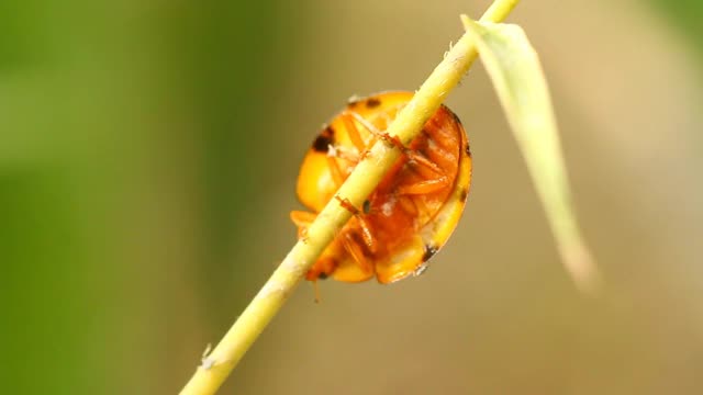 瓢虫在叶子上爬视频素材