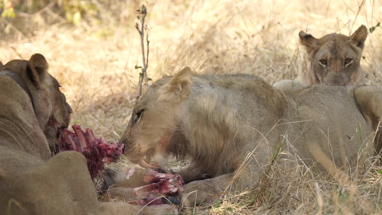 非洲狮子正在捕食猎物视频素材