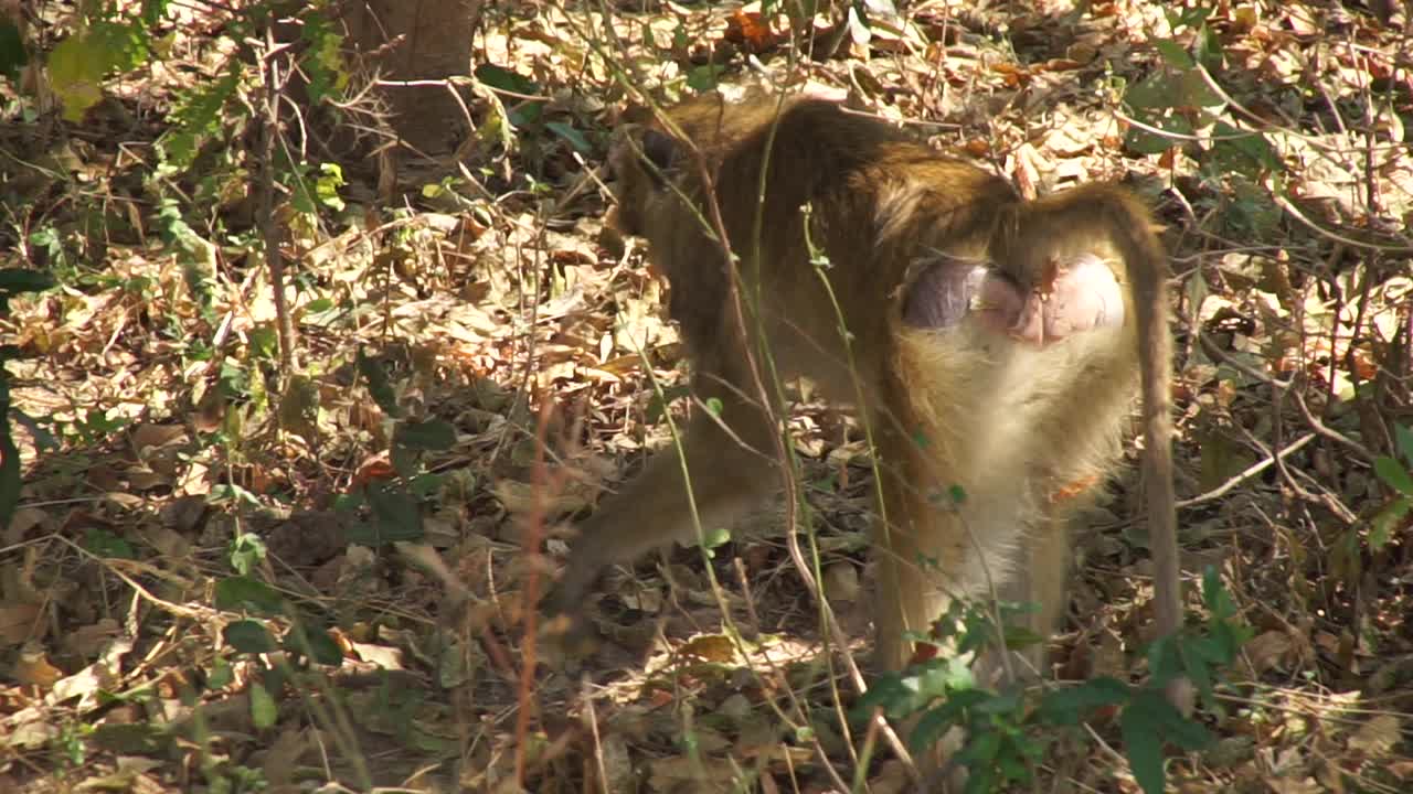 非洲——猴子在挖土视频素材