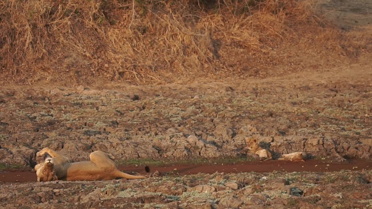 非洲-狮子和狮子幼崽休息视频素材