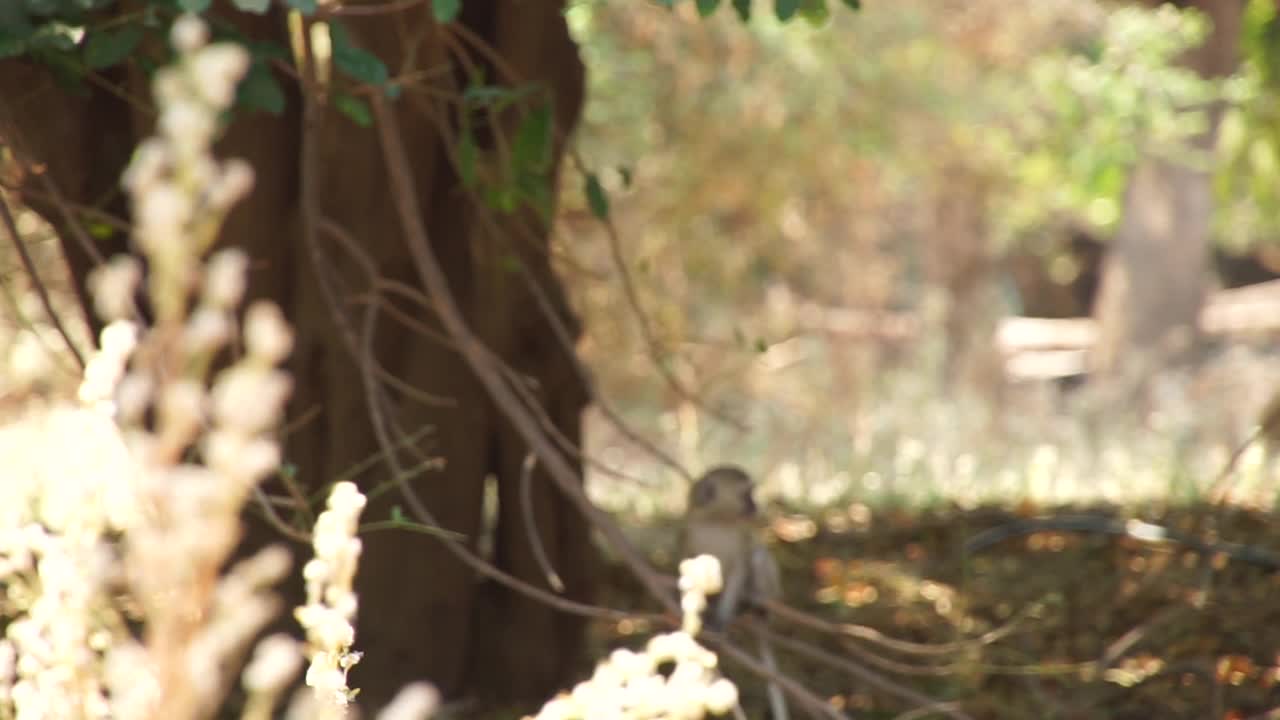 非洲-小猴子在树枝上视频素材