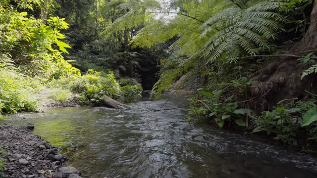 巴厘岛热带雨林中清澈的溪水视频素材