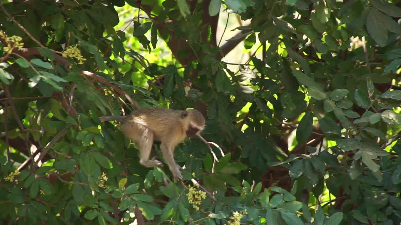 非洲-小猴子在树上吃水果视频素材