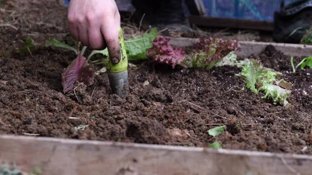 人们在农场播种生菜视频素材