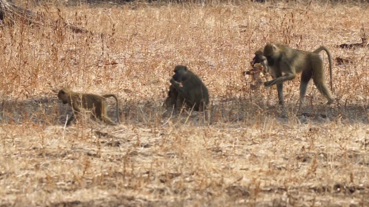 非洲——猴子视频素材