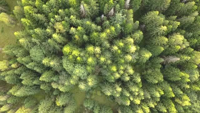 鸟瞰图的绿色松林与云杉树冠在夏季山脉。视频素材