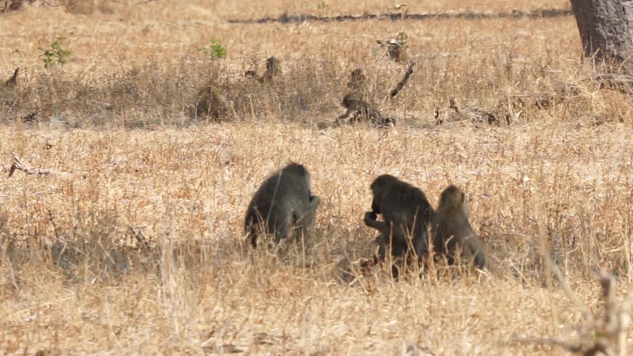 非洲——猴子视频素材