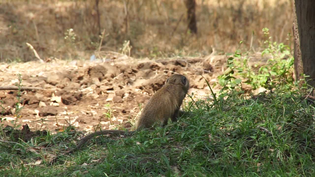 非洲-小猴子视频素材