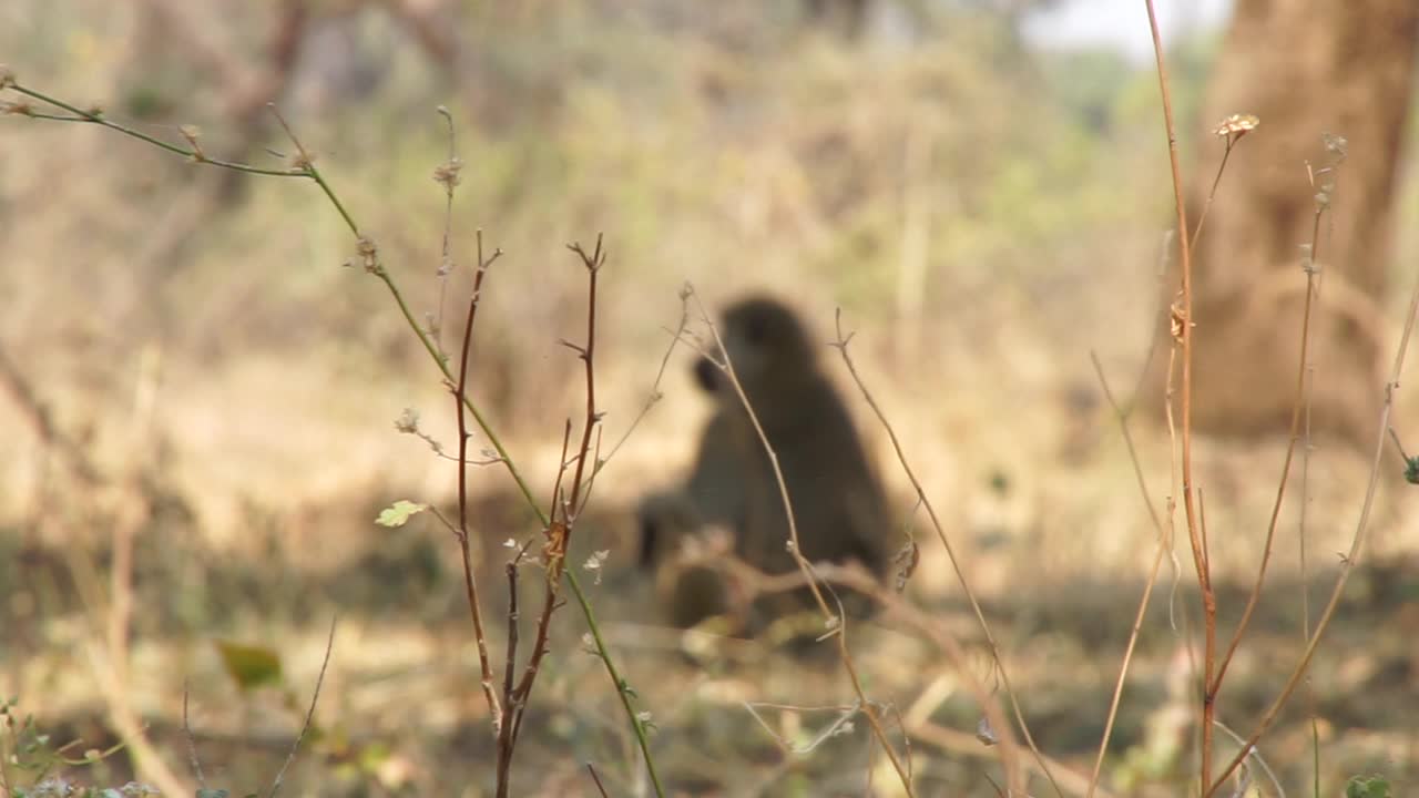 非洲——猴子视频素材