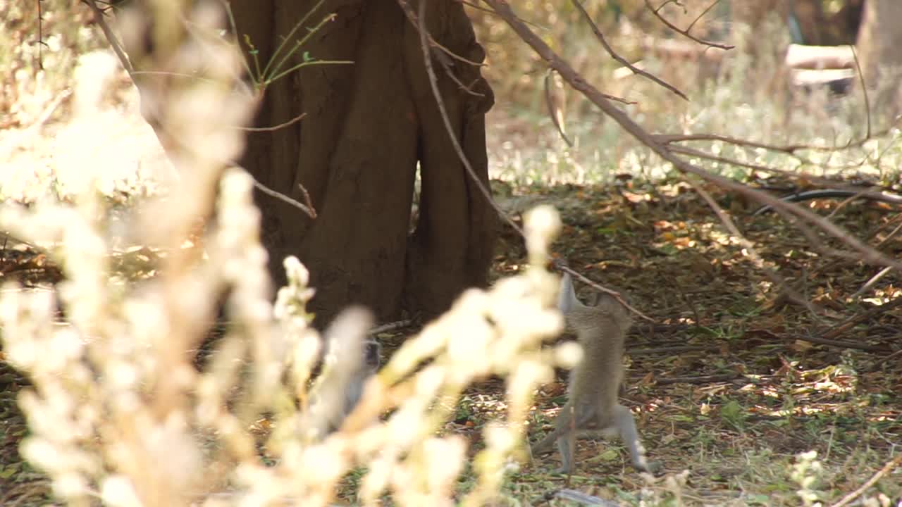 非洲-小猴子爬上树枝视频素材