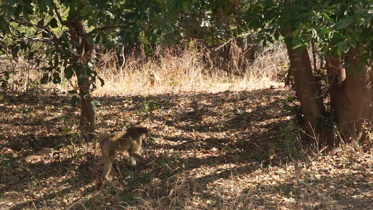 非洲——猴子在挖土视频素材