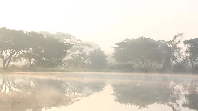 在早晨看有雾和树的池塘视频素材