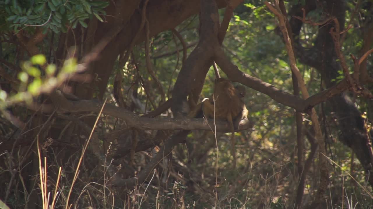 非洲-猴子在树上移动视频素材