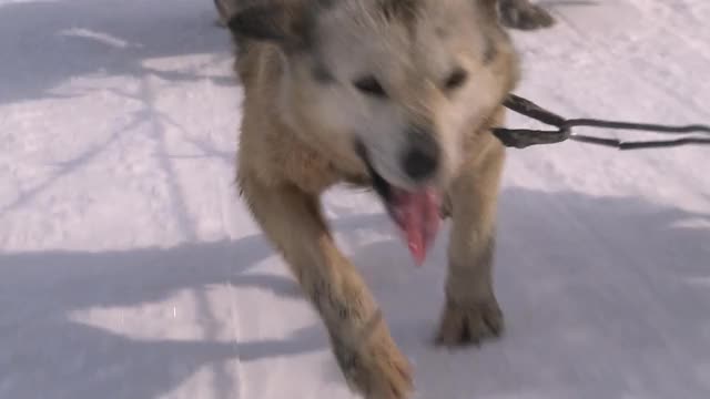 雪橇犬一组跑视频素材