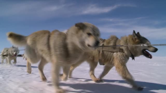 雪橇犬一组跑视频素材